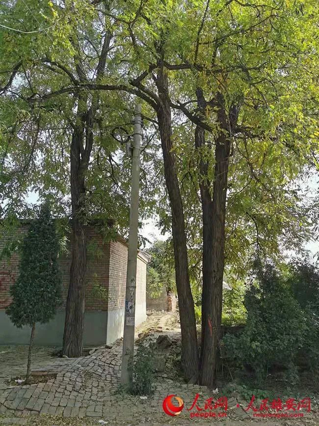 图为古树原貌。公共服务局供图