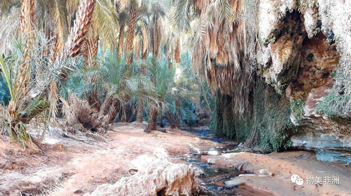 撒哈拉沙漠里的山谷椰枣林