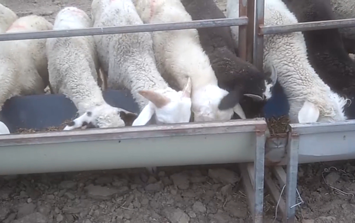 图源315晚会视频