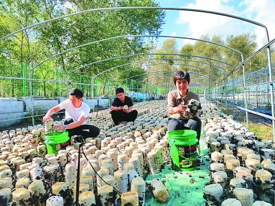     东北林业大学邹莉教授（右）深入田间地头指导食用菌种植。东北林业大学供图