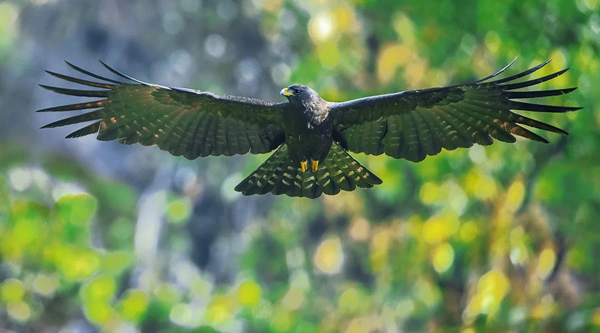 图说：林雕。亦诺 摄