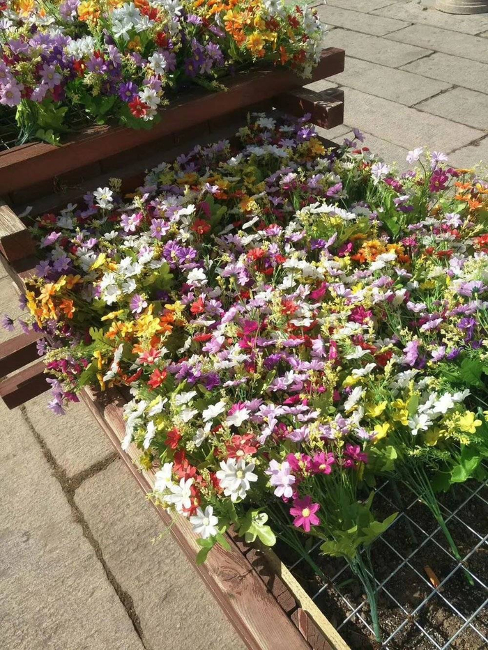 张玉兰在工作之余随手拍摄的路边小花。（受访者供图）