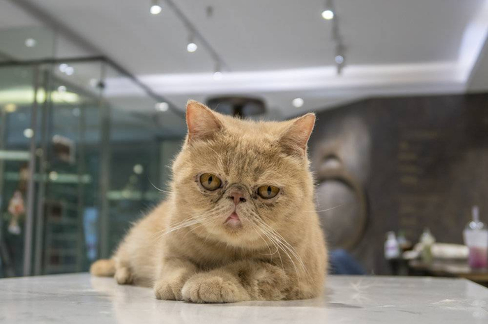 上海一家猫咪咖啡馆/图片来自：视觉中国。