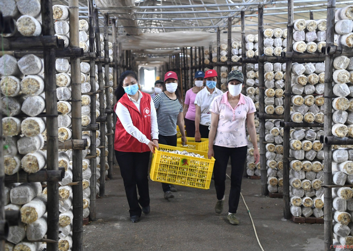 唐莉在村里龙头企业食用菌生产基地协助工人采收食用菌