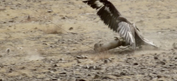 艾索潘的鹰抓到了猎物