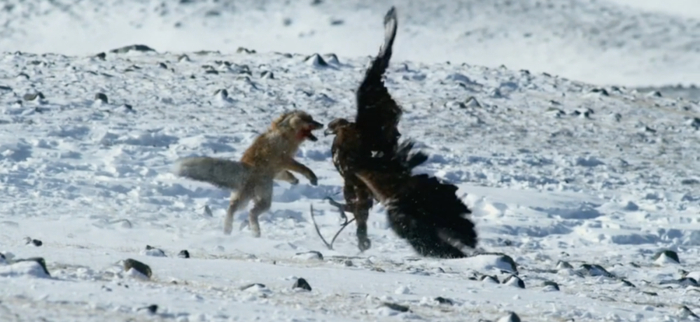 与狐狸搏斗中的鹰