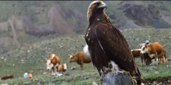 经过驯养的猎鹰