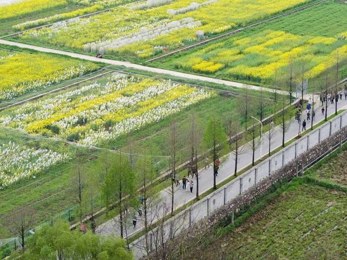 ▲长跑大军经过油菜试验田（段智为 摄）