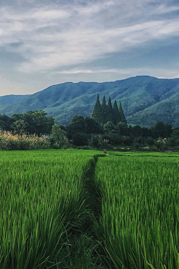 ▲ 浦城乡间，这里可谓是“十里不同音”。摄影/Ravenafeet，图/图虫·创意