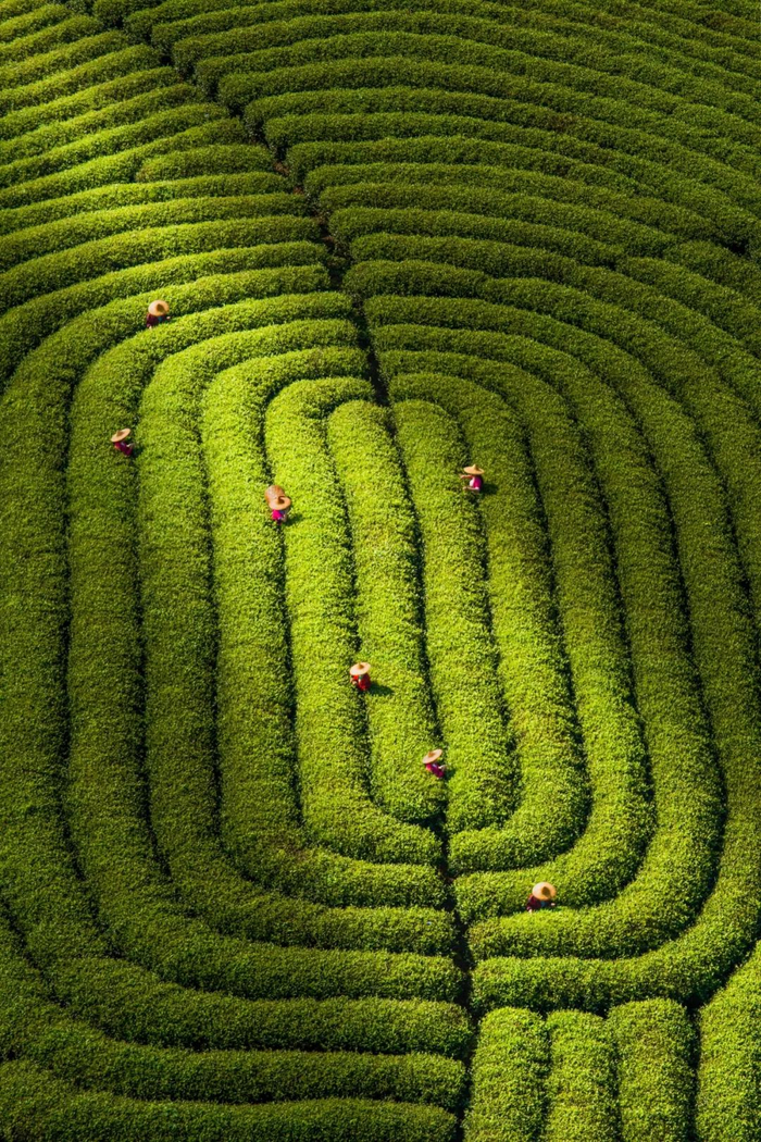 ▲ 武夷茶园。图/视觉中国