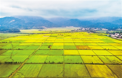  图为江西省九江市永修县云山集团东新农场高标准农田。 刘远庆摄（中经视觉）