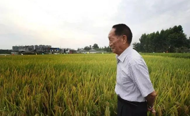 袁隆平院士。（资料图片）