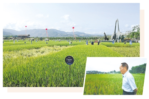  位于海南三亚的水稻国家公园里，展示了众多超级稻品种，袁隆平院士团队的超级稻品种也在其中。 本报记者 乔金亮摄 袁隆平院士。 （资料图片）