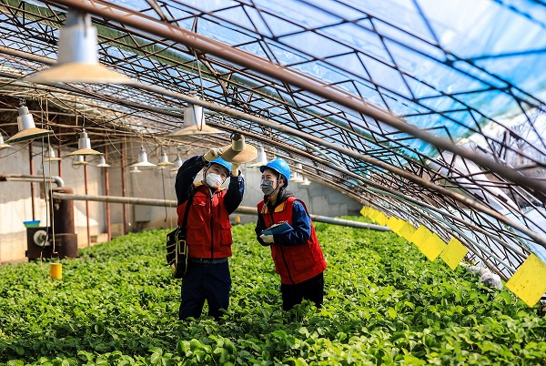 国网乌鲁木齐供电公司党员服务队员检查电采暖草莓大棚用电安全，助力农户增收。