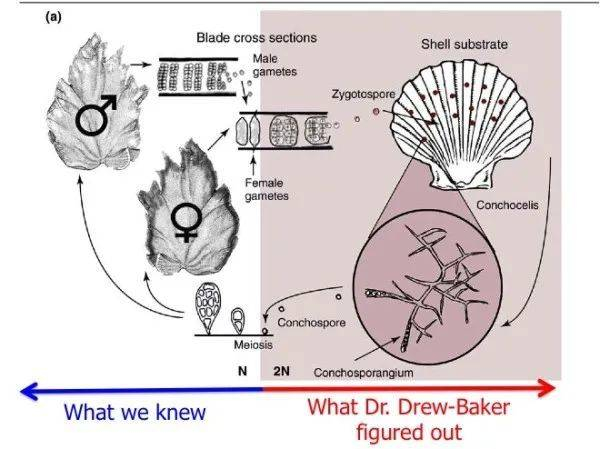在德鲁之前人们对紫菜的认识（蓝色），以及德鲁所阐明的紫菜生命周期（红色）。图片来源：deepseanews