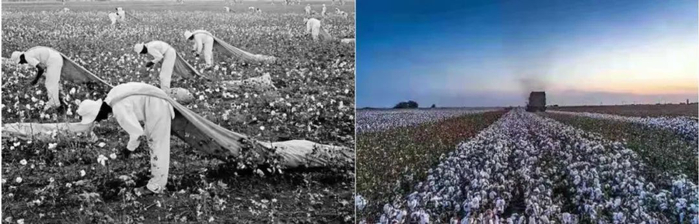 （左：图为历史上美国黑人被迫采摘棉花　出自20世纪60年代Danny Lyon在德克萨斯州拍摄的系列照片；右：来自《环球时报》）