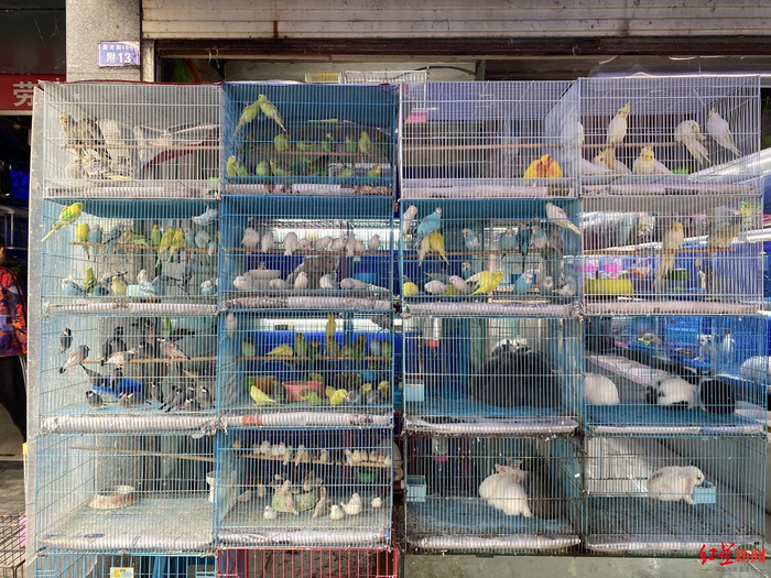 △青石桥市场在售鸟类