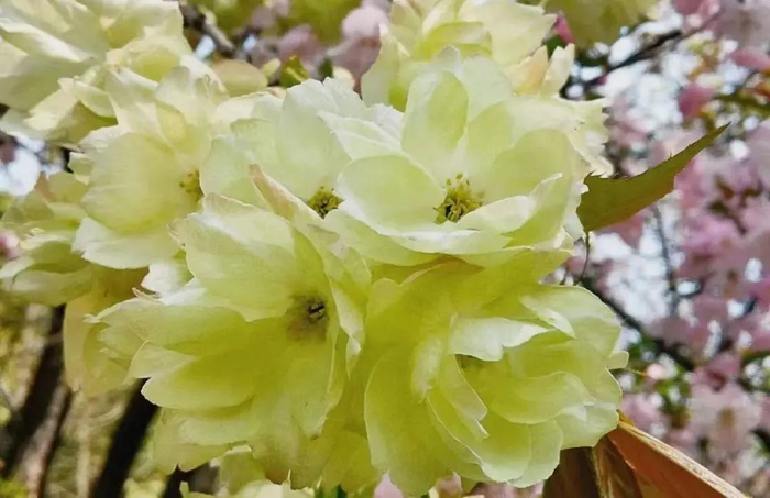 郁金樱（观赏点：牡丹园）