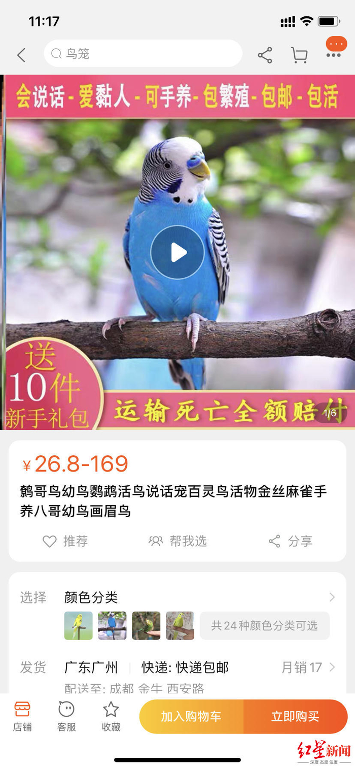 △网上在售的保护鸟类