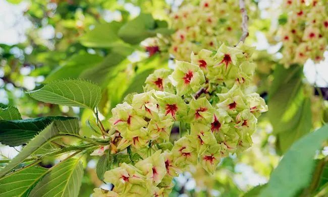 御衣黄樱（观赏点：百草园）