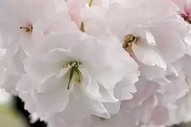 普贤象樱（观赏点：百草园）