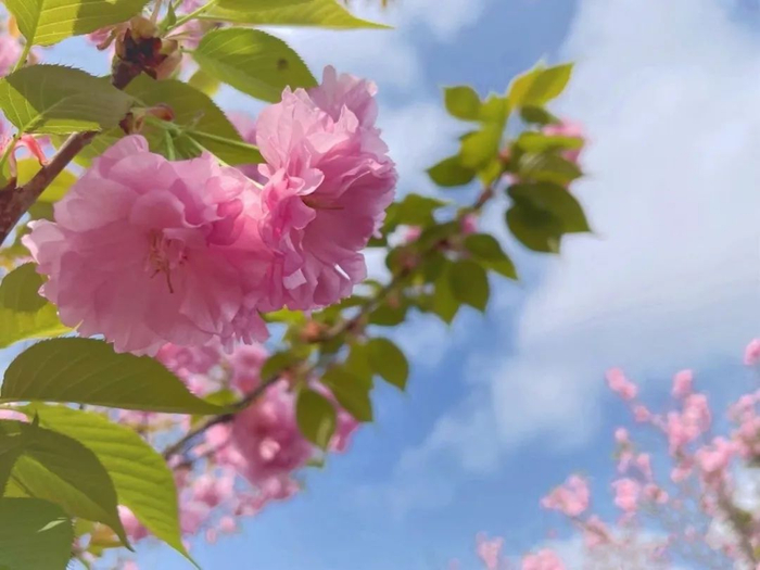 松月樱（观赏点：牡丹园）