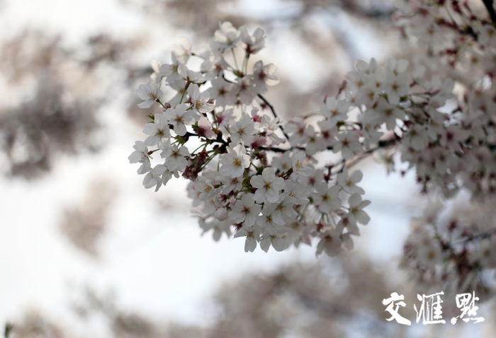 （图片来源：交汇点）