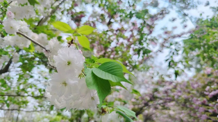 关山樱（观赏点：牡丹园）