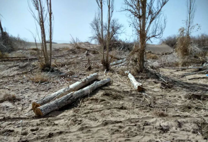 林场内四处可见被砍伐的胡杨树。当地志愿者2016年摄 图据经济参考报