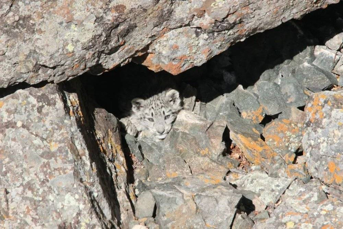 蒙古国的雪豹  图片来源：WWF