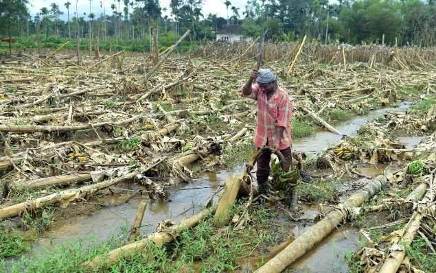 雨季过后的庄稼