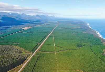 　　南非西开普省印度洋沿岸的森林景观。 