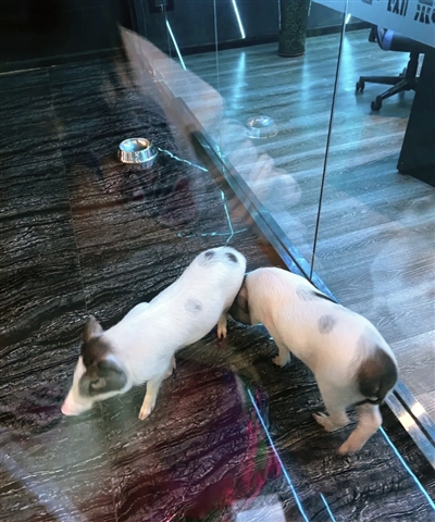 网咖里的猪图据大众点评