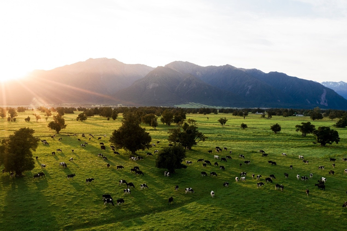 Westland西海岸牧场实景图
