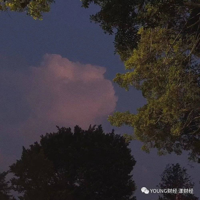 白马路杨桥路十字路口的大树