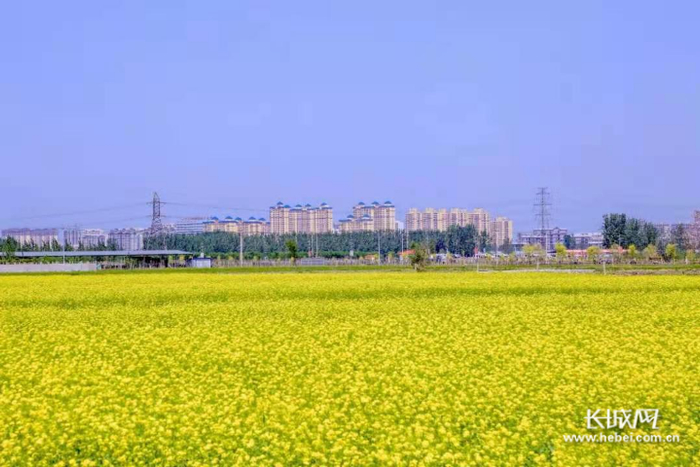 安平县杨屯万亩花海景区。