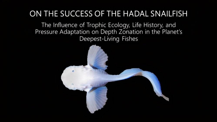 钝口拟狮子鱼（来源：MackenzieE. Gerringer）