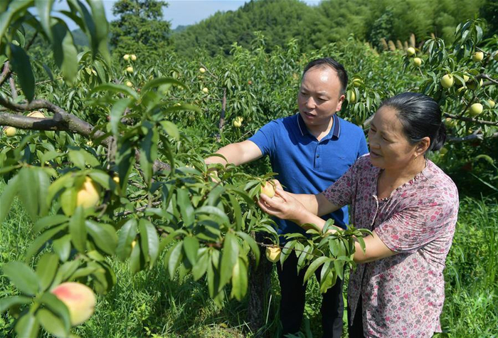 ▲ 2020年7月16日，江西省井冈山市茅坪镇神山村党支部书记彭展阳（左）在村民彭夏英家的果园内查看黄桃生长情况。