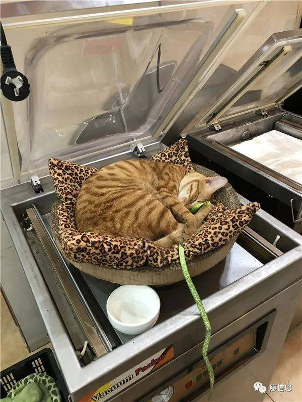 压下去后就是有名的潮汕猫饼