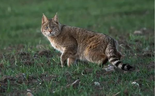 △图片来源：祁连山国家公园管理局网站