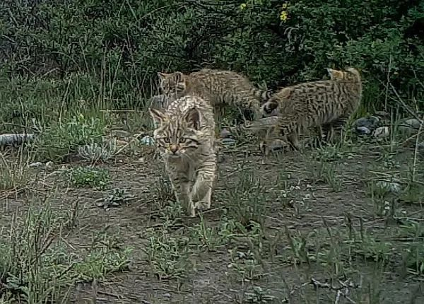 △荒漠猫 图片来源：祁连山国家公园管理局网站