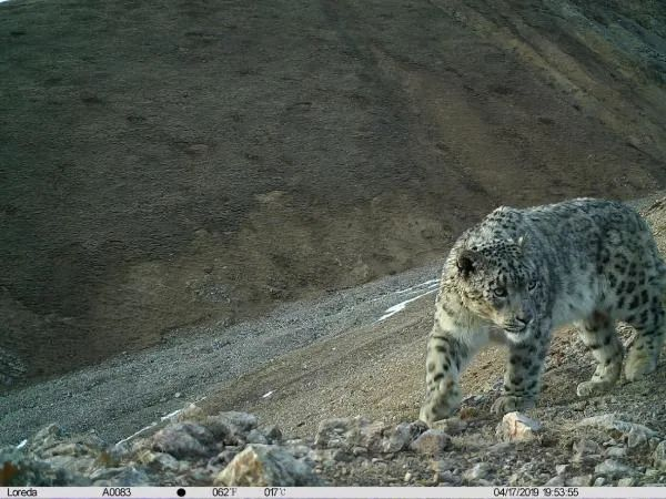 △雪豹 图片来源：祁连山国家公园管理局网站