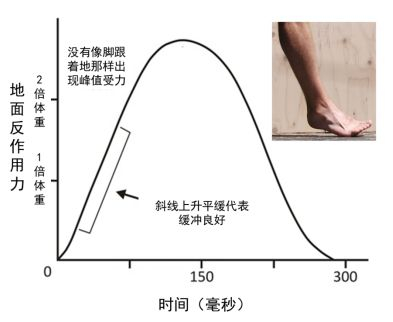 图2  前脚掌着地受力分析