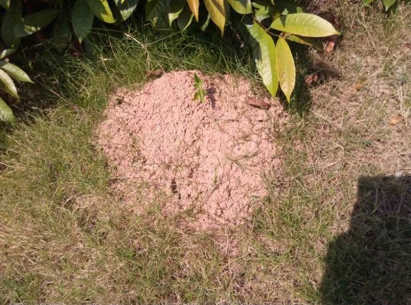 图说：红火蚁的巢穴。冉浩 供图