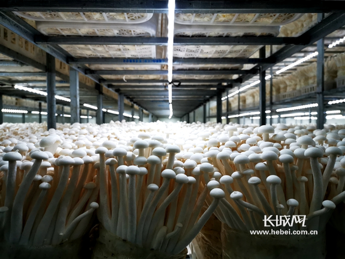                       海鲜菇生长车间。河北新发地供图