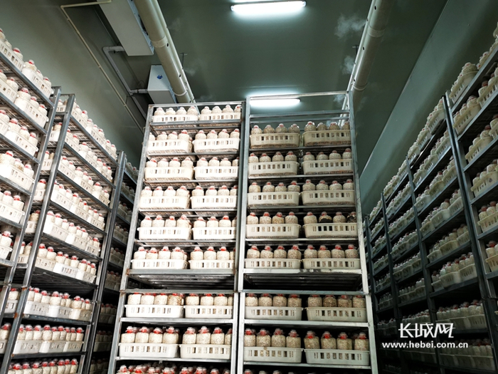                             智能化菌棒培育。河北新发地供图