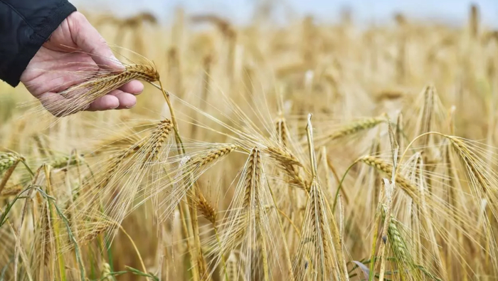 澳大利亚大麦 图片来源：法新社