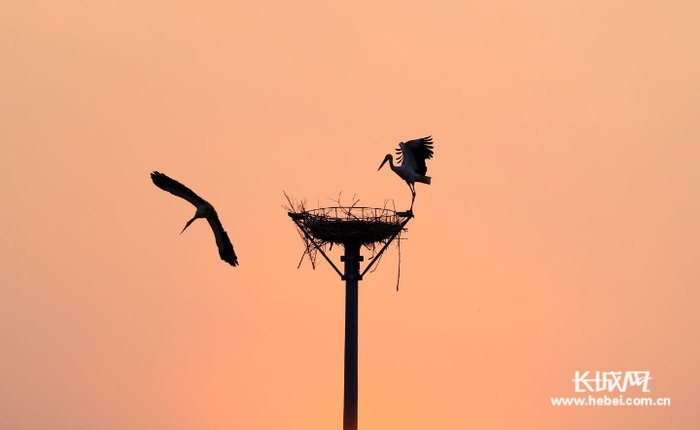 　在唐山丰南“安家”的东方白鹳。 李秀清 摄