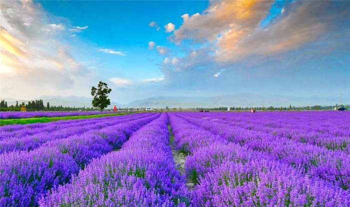 新疆霍城县薰衣草田。经济日报记者乔文汇摄