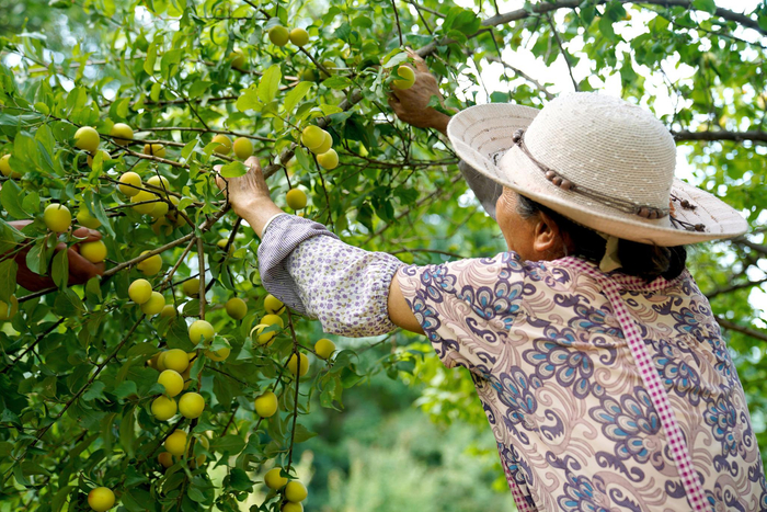 成都大邑，是全国唯一产南高梅的地方。
